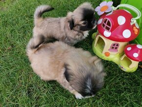 Pekińczyk Pekińczyki Nie Shih Tzu - 7