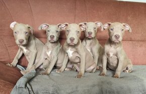 American Pit Bull Silwerfawn pitbull - 7