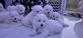 Samoyed z rodziny Grand  Championów międzynarodowych - 7