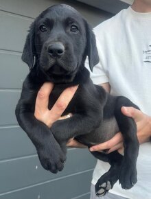 Labrador retriever szczeniak czarnej maści - 7