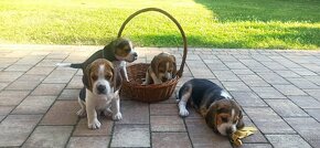 Beagle tricolor - 7