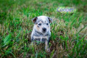 Australian cattle dog - 7