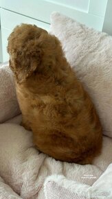 Pudel zabawkowy  / Toy Poodle / Toy Pudle / Той Пудель - 7