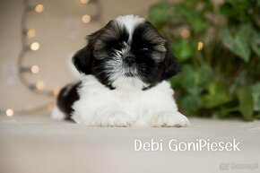 Shih Tzu Tricolor - 7