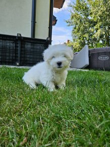 Rasowe Szczenięta Coton de Tulear - 7