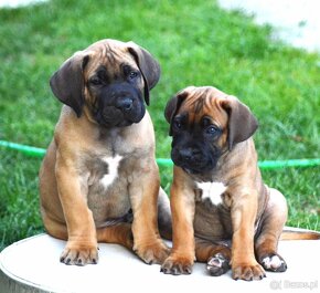 SPRZEDAM szczenieta rasy boerboel - 7