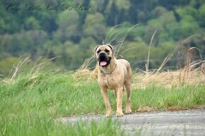 Cane Corso szczenięta - 7