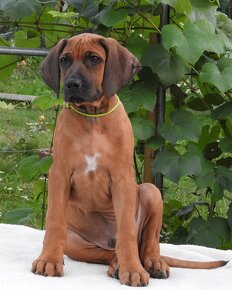 Rhodesian Ridgeback piękne szczenięta wystawowe FCI. - 7