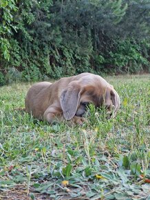 Cane Corso Italiano Puppies (FCI) - 7