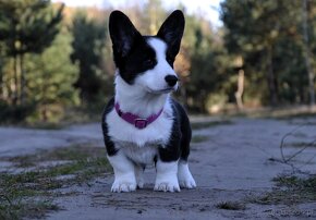 Welsh Corgi Cardigan FCI - 7