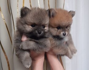 Szpic miniaturowy (Pomeranian) FCI - 7