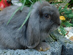 Samiczki mini lop niebieskie - 7