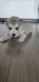 ALASKAN MALAMUTE - 7