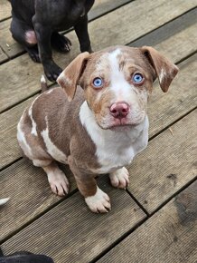 Louisianański pies leopardzi Catahoula - 7