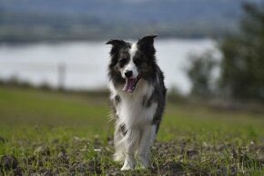 Border collie - 7