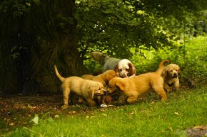 golden retriever - 7