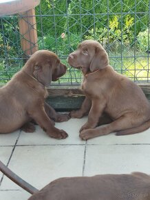 Szczeniaki labrador retriever rodowodowe - 7