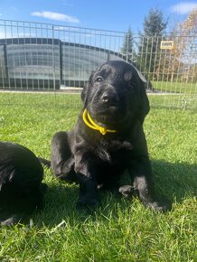 Flat coated retriever štěňata s PP - 7