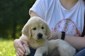 golden retriever - 7