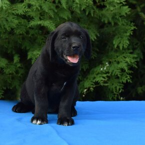 Labrador retriever čierny - 7