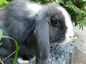 Cudowne samiczki mini lop niebieskie - 7