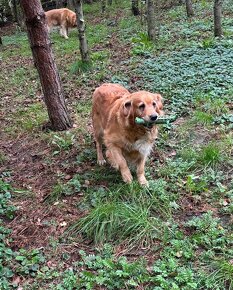 Szczenięta Golden Retriver - 7