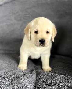 Piękny, rasowy szczeniak Labrador Retriever z rodowodem FCI - 7