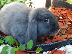 Niebieskie baranki mini lop samiczki - 7