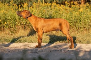 Piękne Rhodesian ridgeback - 7