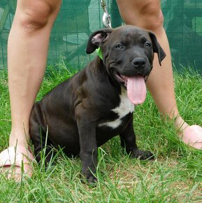 Szczenięta American Bully Xl - XXL Bloodline DDK9 - 7