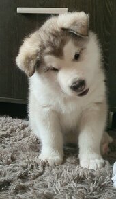 Alaskan malamute - 7