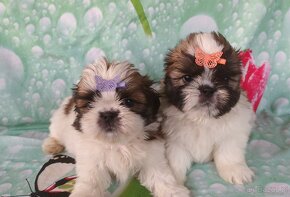 Shih Tzu - 7