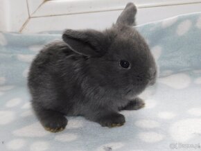 Cudowne baranki mini lop - 8