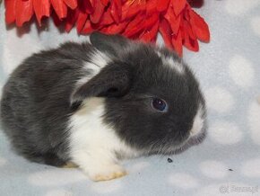 Niebieskie baranki mini lop - 8