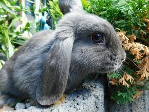 Cudowne baranki mini lop - 8