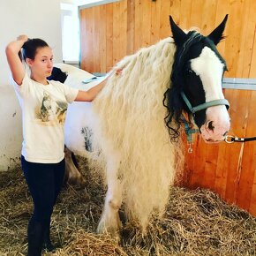 Irish Cob - Luksusowy ogier - 8