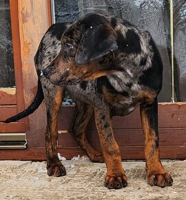 Louisiana Leopard,  Catahoula - 8