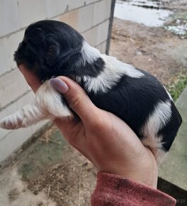 Shih tzu - 8