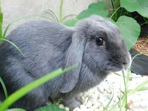 Samiczka niebieska mini lop - 8