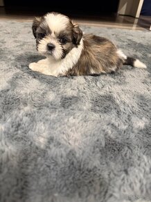 Shih-tzu z rodowodem, Shih tzu, Shi tzu, si cu - 8