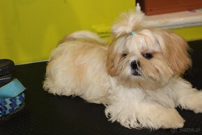 SHIH TZU jak z obrazka - 8