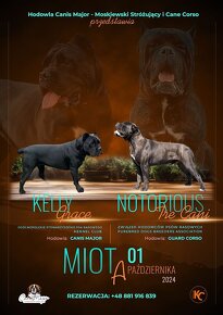 Szczeniaki Cane Corso Italiano - 8