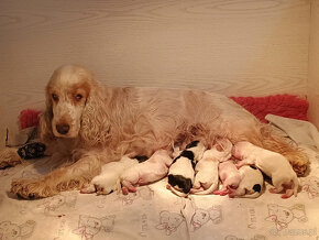 Cocker Spaniel Angielski Sczenięta FCI - 8