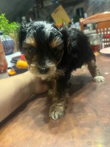 Yorkiepoo - 8