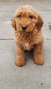 Szczenięta goldendoodle. - 8