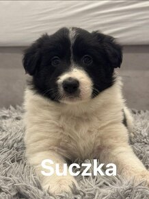 Border Collie szczenięta - 8