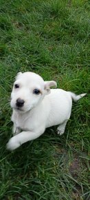 Jack Russell terrier - 8