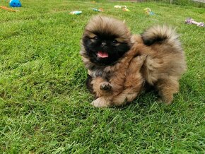 Pekińczyk Pekińczyki Nie Shih Tzu - 8