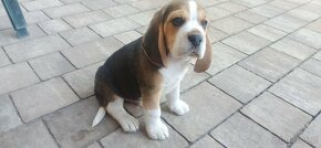 Beagle tricolor - 8