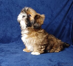 Shih Tzu chłopak złoty z białym - 8